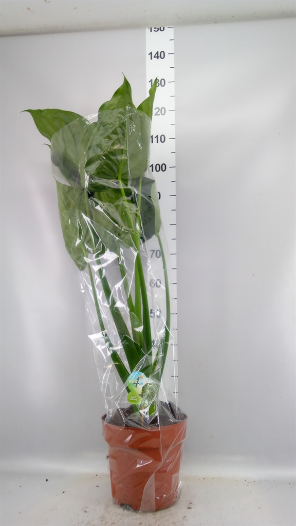 Alocasia Cucullata 24Ø 115cm