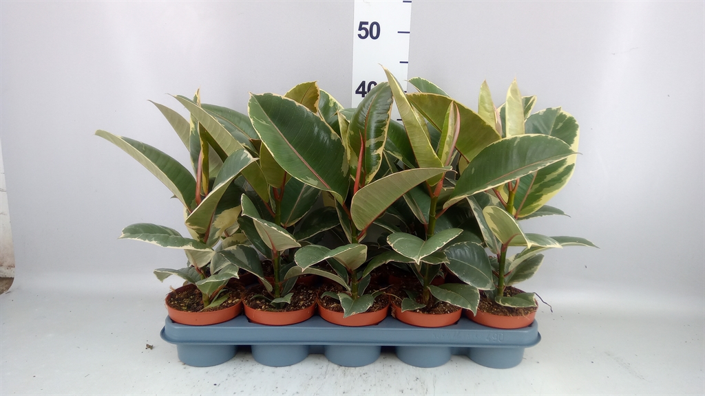 Ficus Tineke 12Ø 40cm