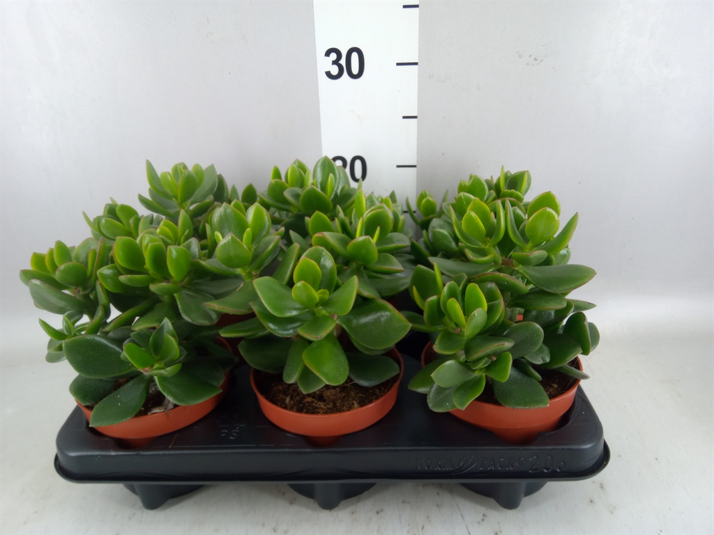 Crassula Hulk 12Ø 15cm