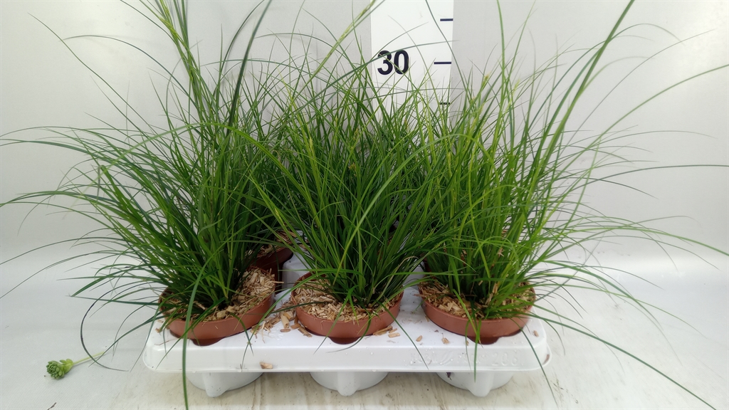 Carex Brunnea 12Ø 25cm