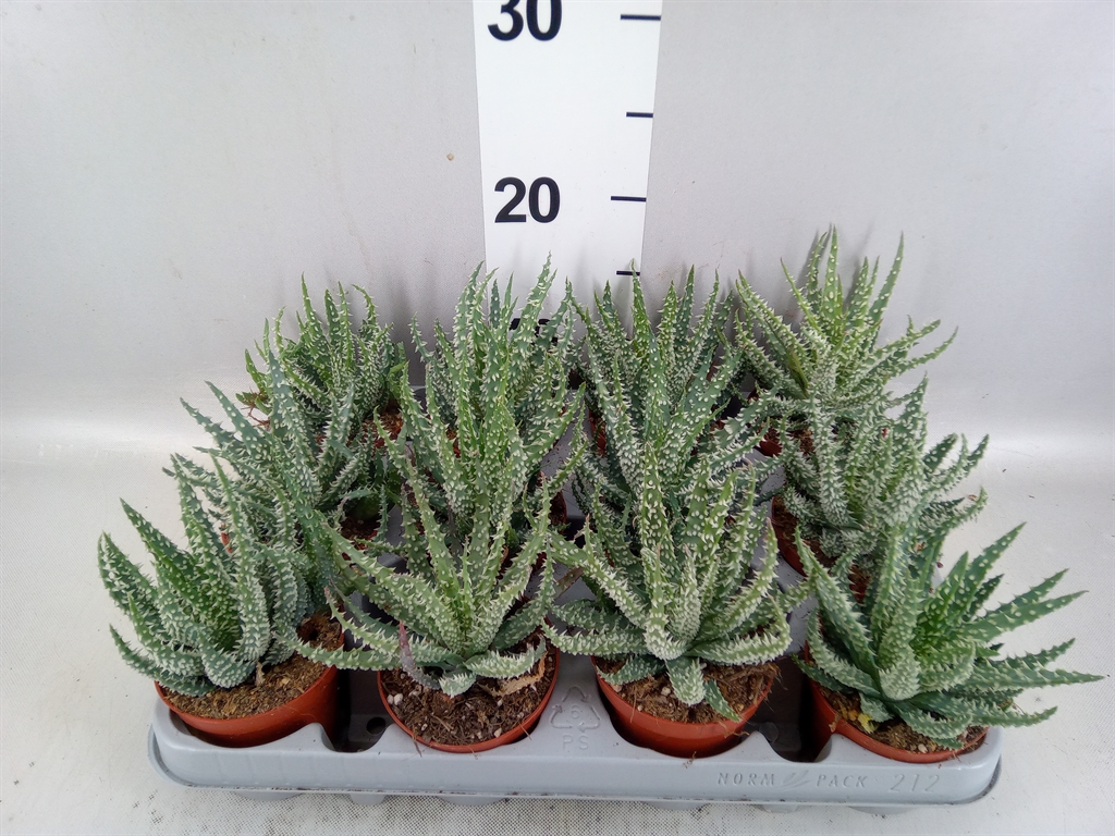 Aloe Humilis 8Ø 10cm