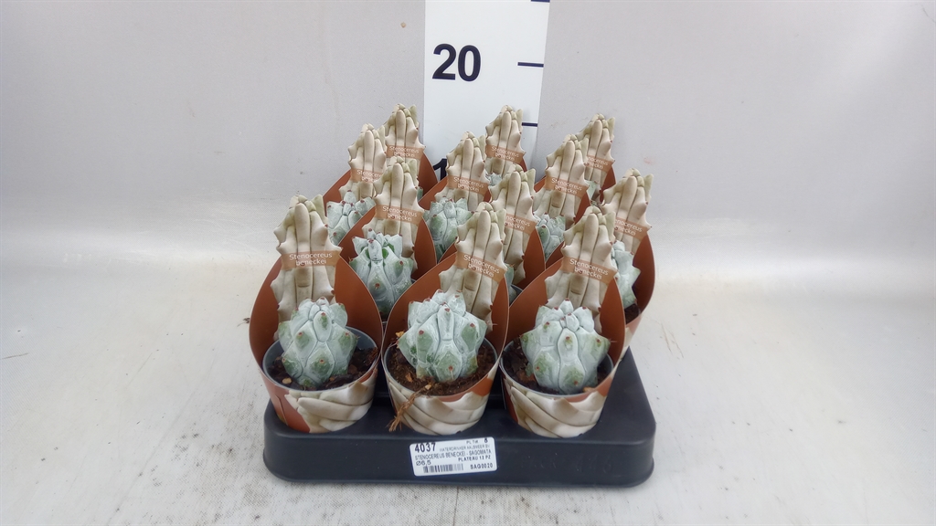Cactus Overig 506Ø 9cm