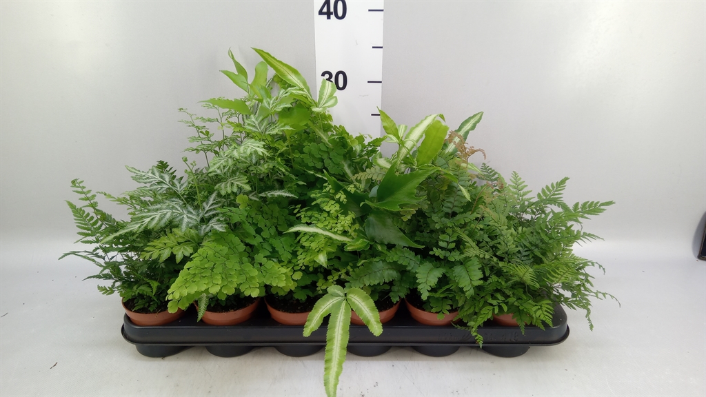Ferns Mix 8Ø 20cm
