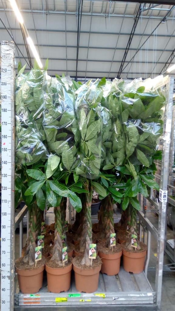 Pachira Aquatica 27Ø 160cm