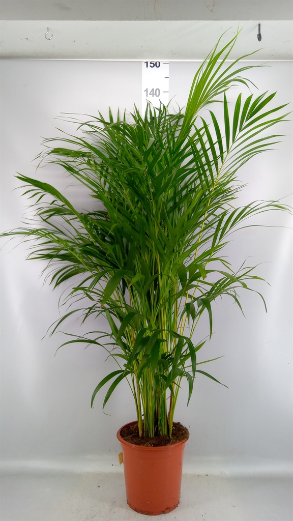 Dypsis Lutescens 24Ø 140cm