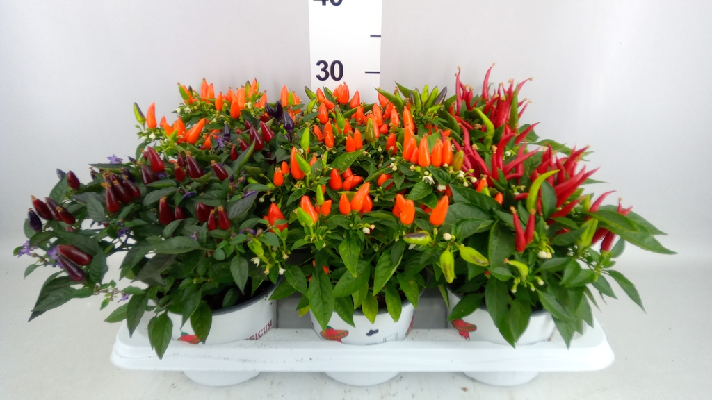 Capsicum Annuum Mix 15Ø 30cm