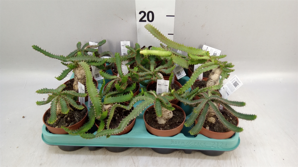 Euphor Succulenten 508Ø 20cm