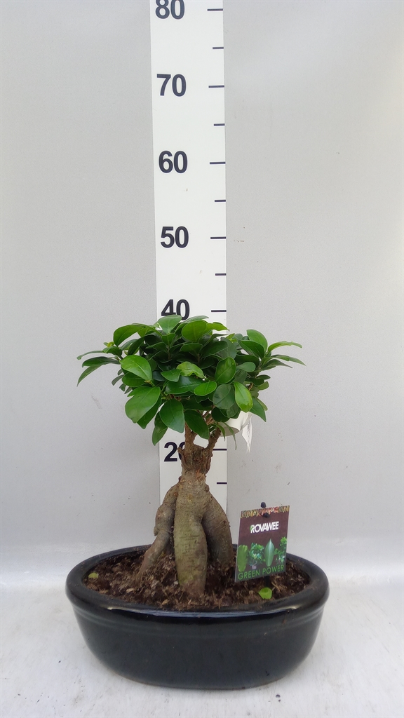 Ficus Microcarpa Ginseng 30Ø 40cm