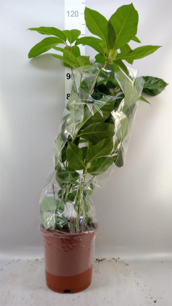 Schef Ov Amate 24Ø 90cm