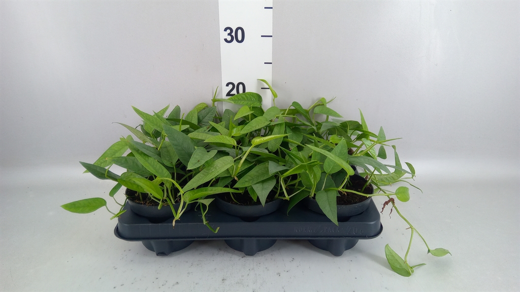 Epipremnum Cebu Blue 12Ø 20cm