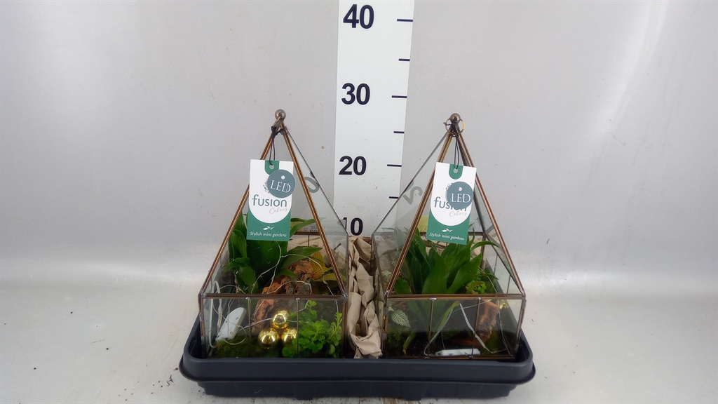 Arrangement Indoor Green 16Ø