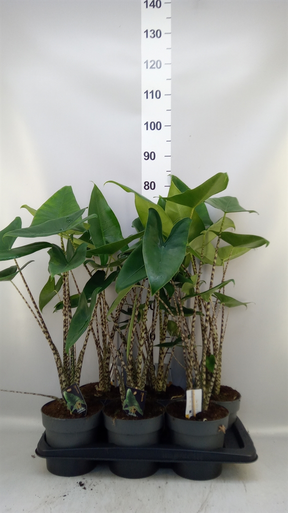 Aloc Zebrina 17Ø 75cm