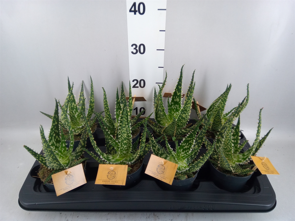 Aloe Aculeata 10Ø 20cm