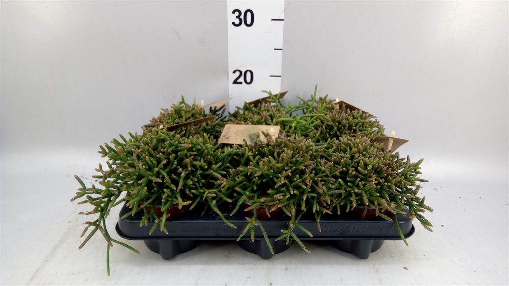 Rhipsalis Burchellii 510Ø 15cm