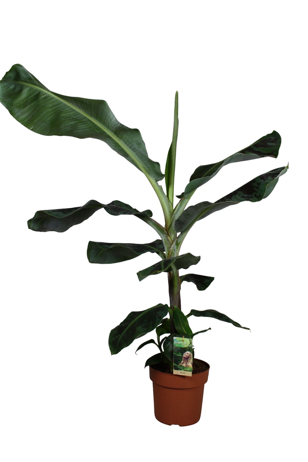 Musa Dwarf Cavendish 21Ø 100cm