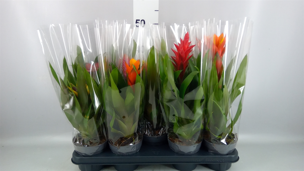 Guzmania Mix 13Ø 50cm