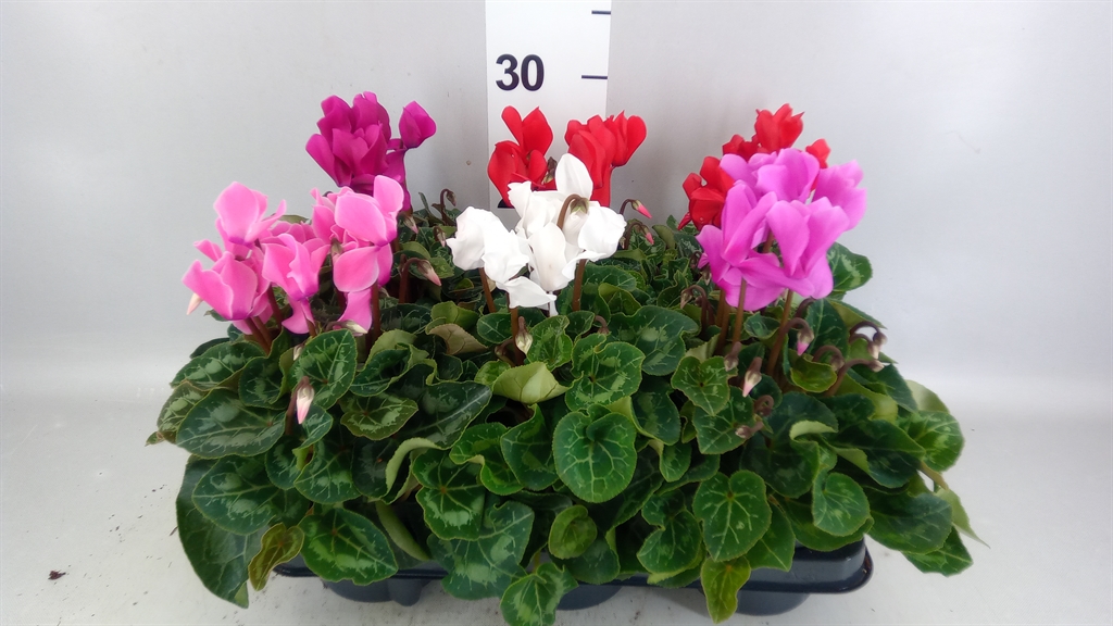 Cyclamen Super Serie Allure 12Ø 29cm