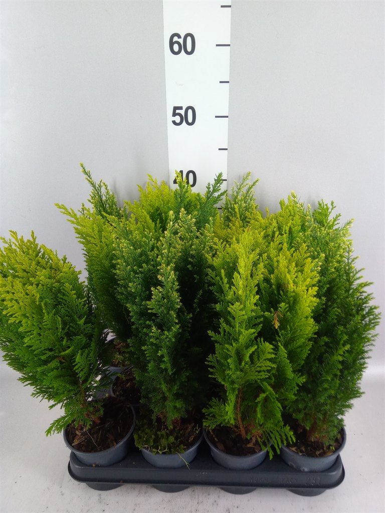 Conifers Mix 10Ø 35cm