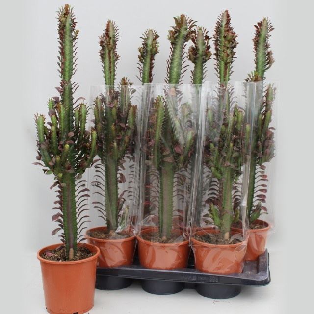 Euphorbia Trigona Rubra 17Ø 85cm