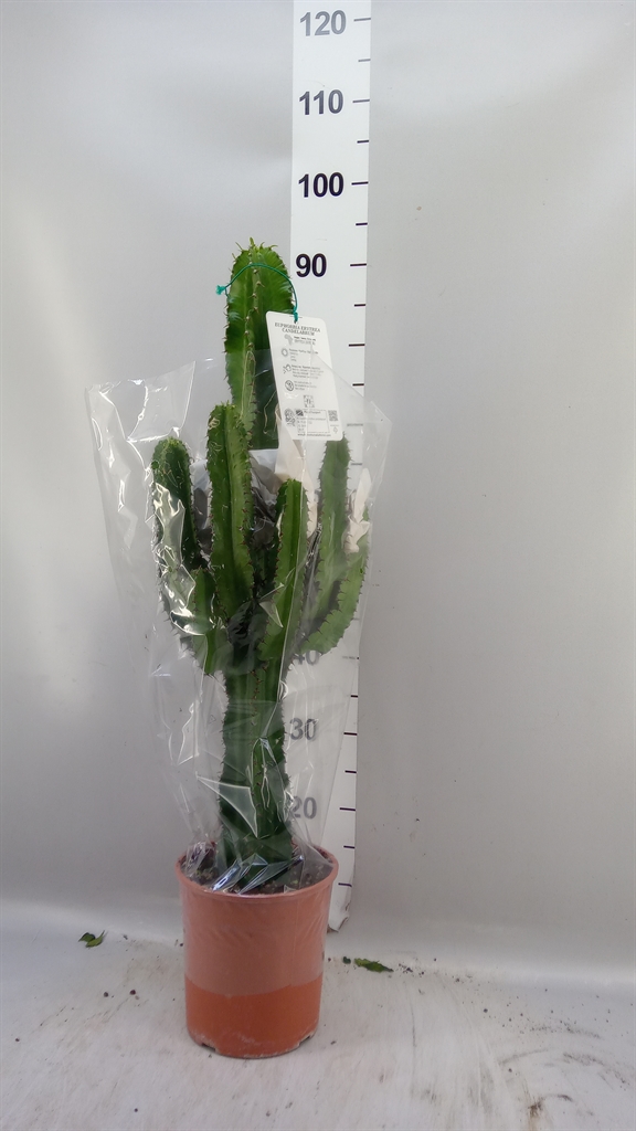 Euphor Candelabrum 19Ø 90cm