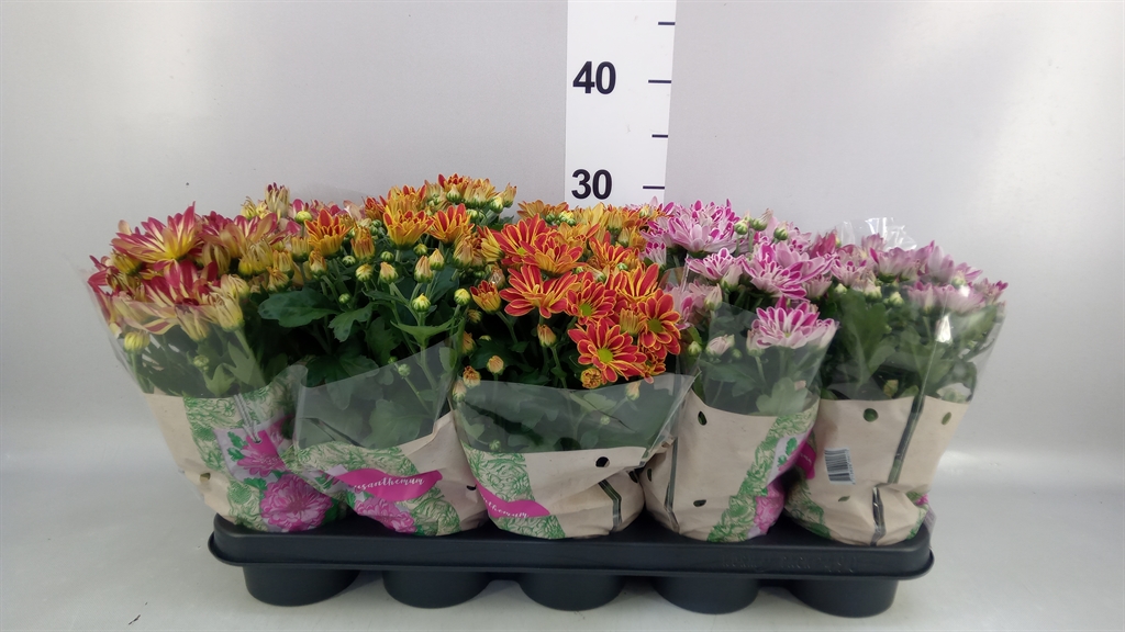 Chrysanth Mix 12Ø 27cm