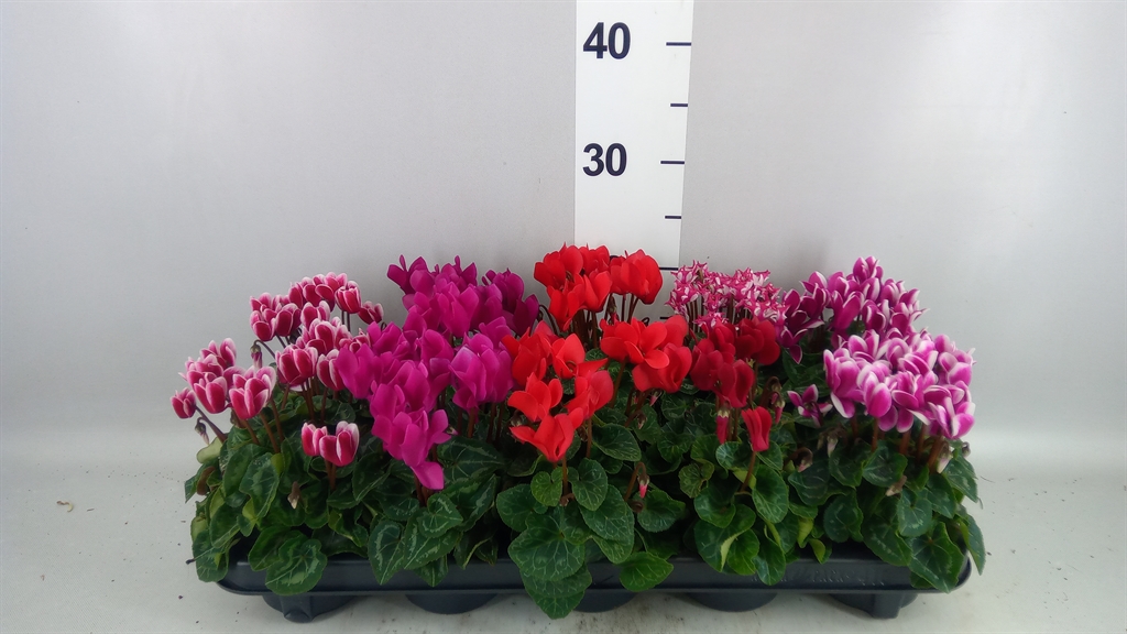 Cyclamen Super Serie Verano 9Ø 18cm