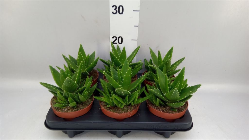Aloe Mitriformis 12Ø 15cm
