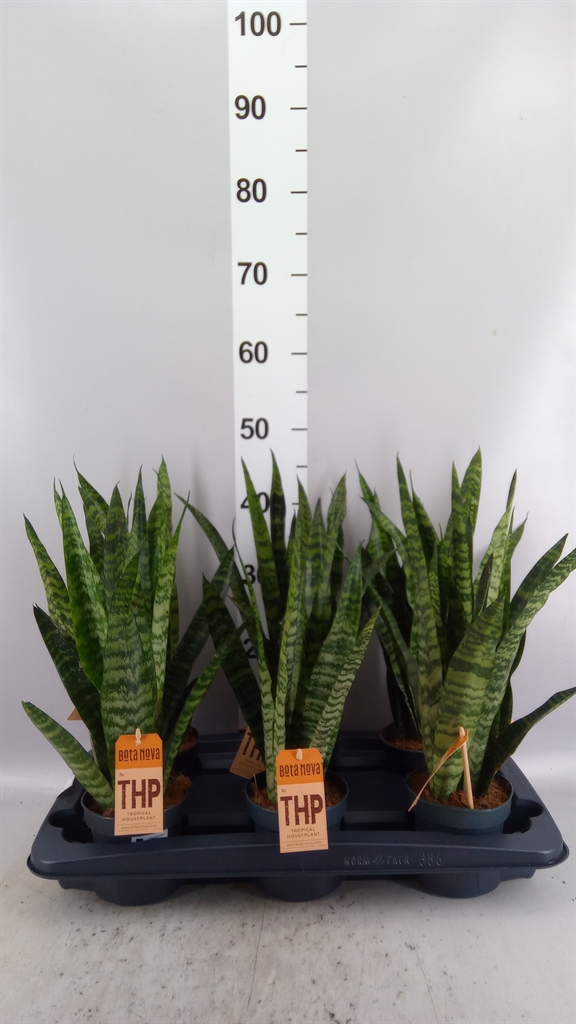Sansev Zeylanica 12Ø 45cm