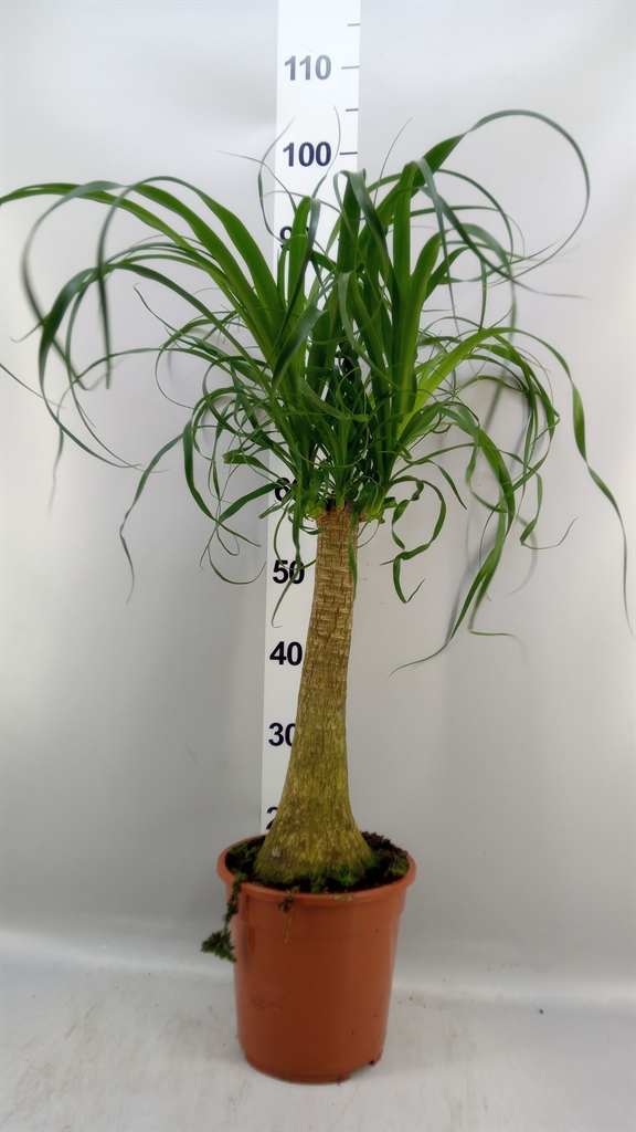 Beaucarnea Recurvata 21Ø 80cm