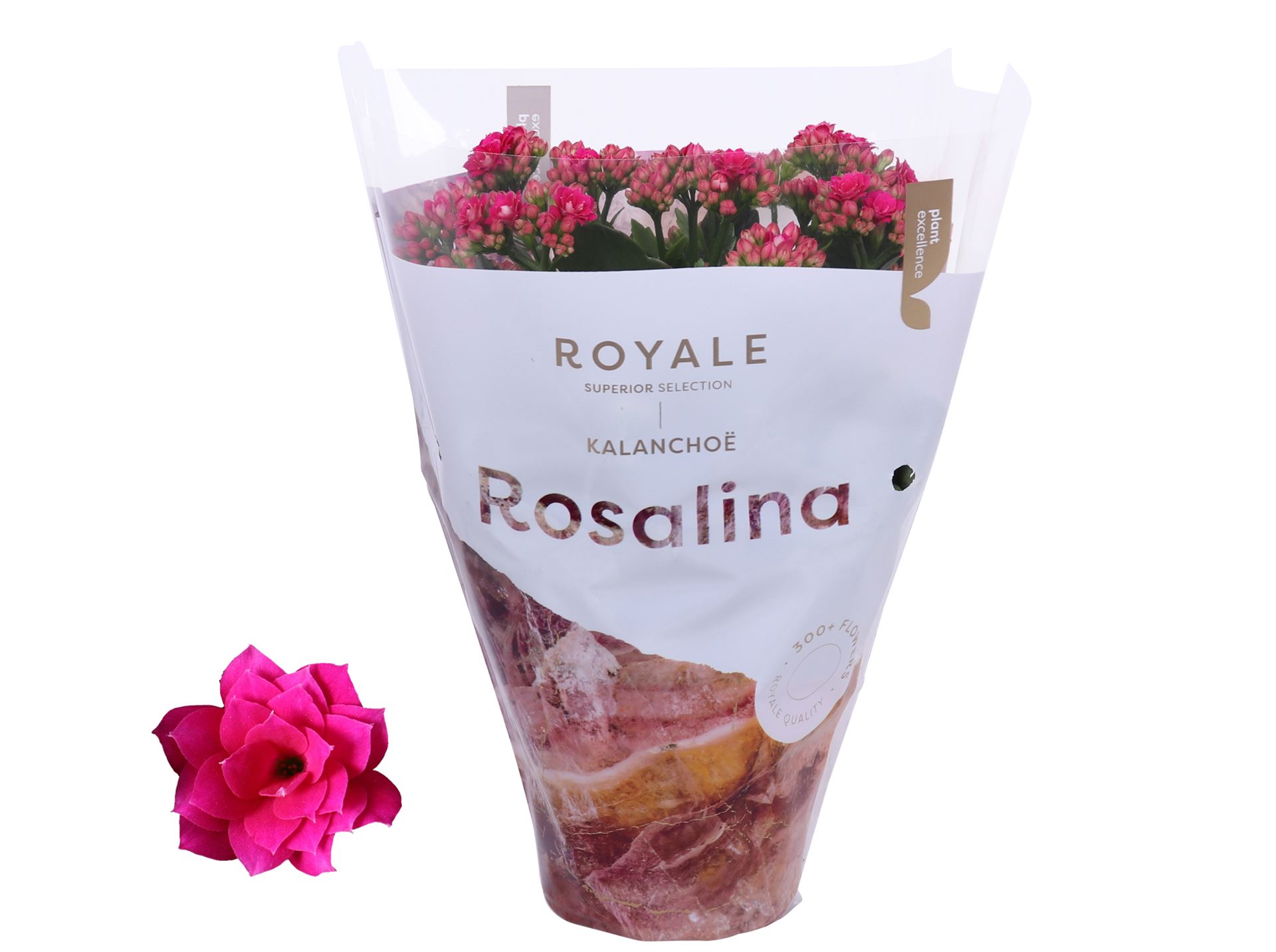 Kalanchoe Double Rosalina Don Victorio 12Ø 27cm