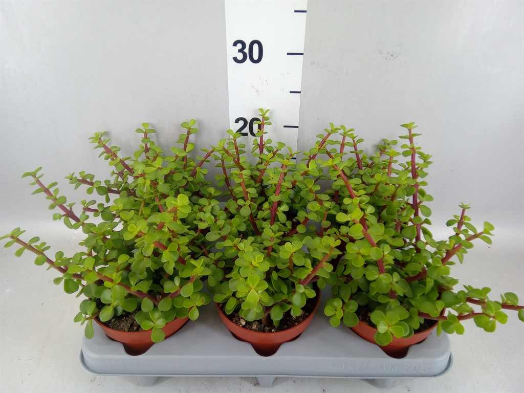 Portulacaria Afra 12Ø 20cm