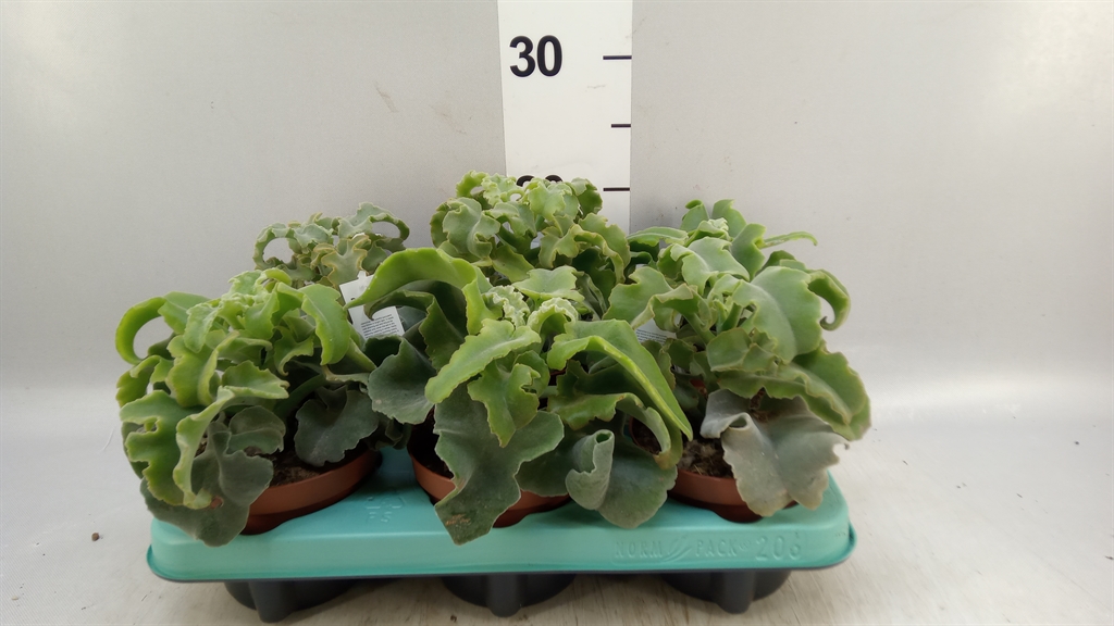 Kalanchoe Ov 12Ø 18cm