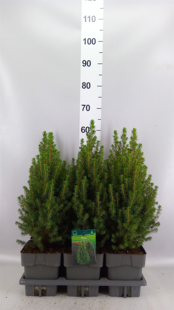 Picea Perfecta 17Ø 55cm