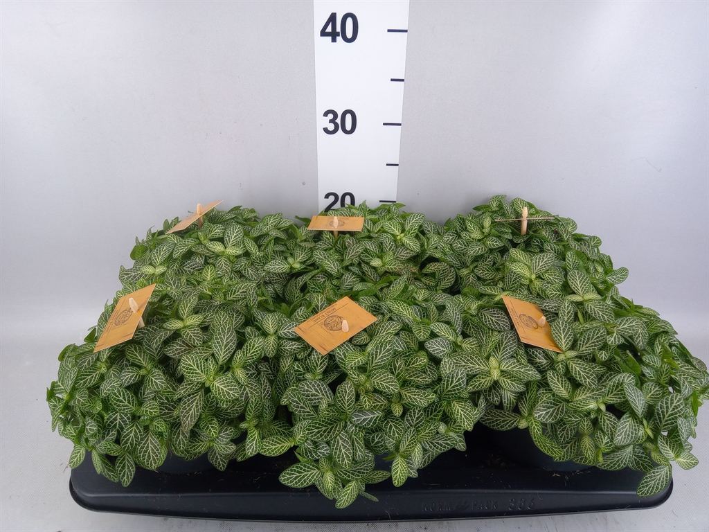 Fittonia Verschaffeltii 15Ø 25cm