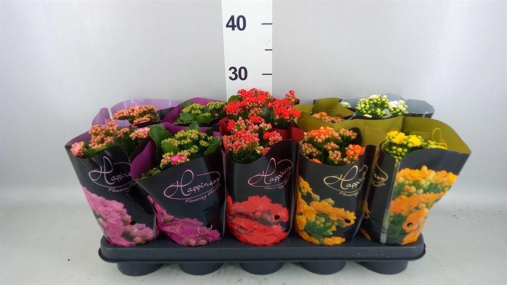 Kalanchoe Double Perfecta Mix 12Ø 25cm