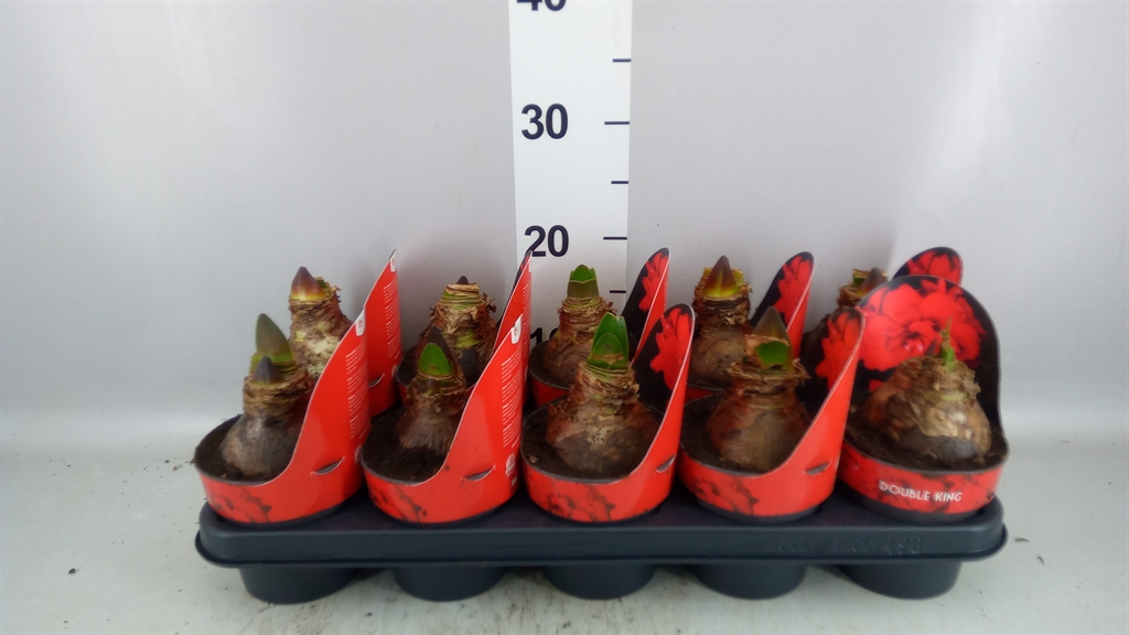 Hippeastrum Double King 12Ø 25cm
