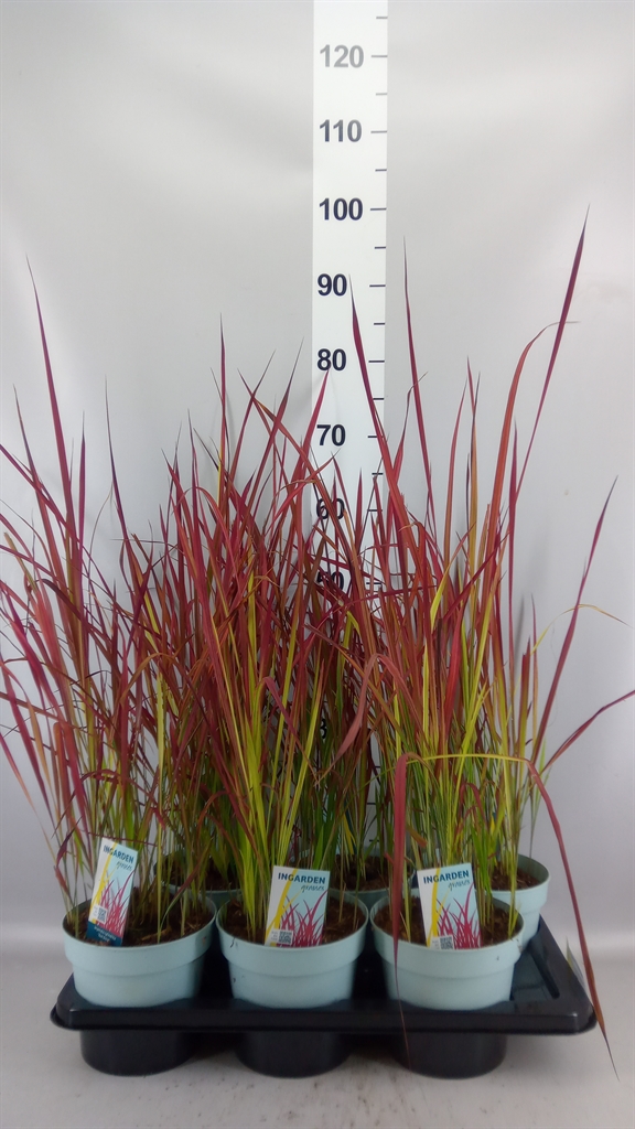 Imperata Cylindrica Red Baron 17Ø 80cm