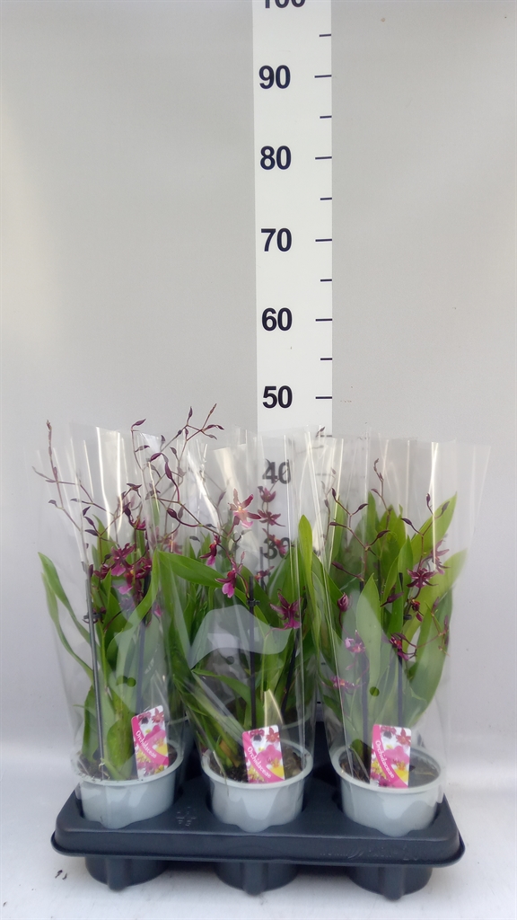Oncidium 12Ø 40cm 3st
