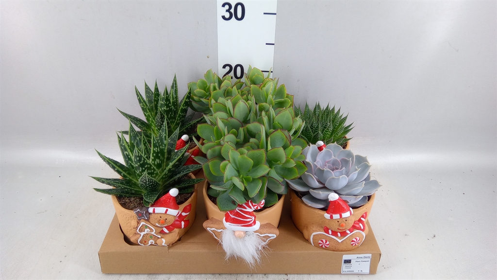 Vetplanten Arr 6% 14Ø