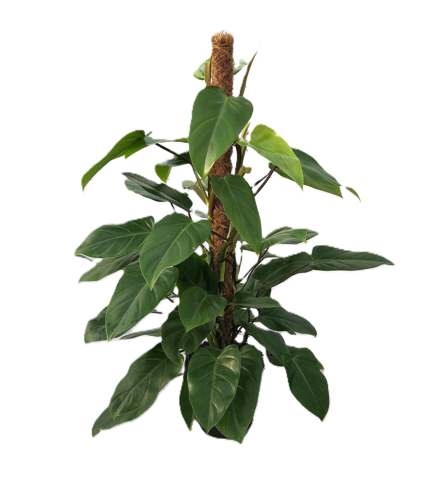 Philodendron Emerald Queen 24Ø 120cm