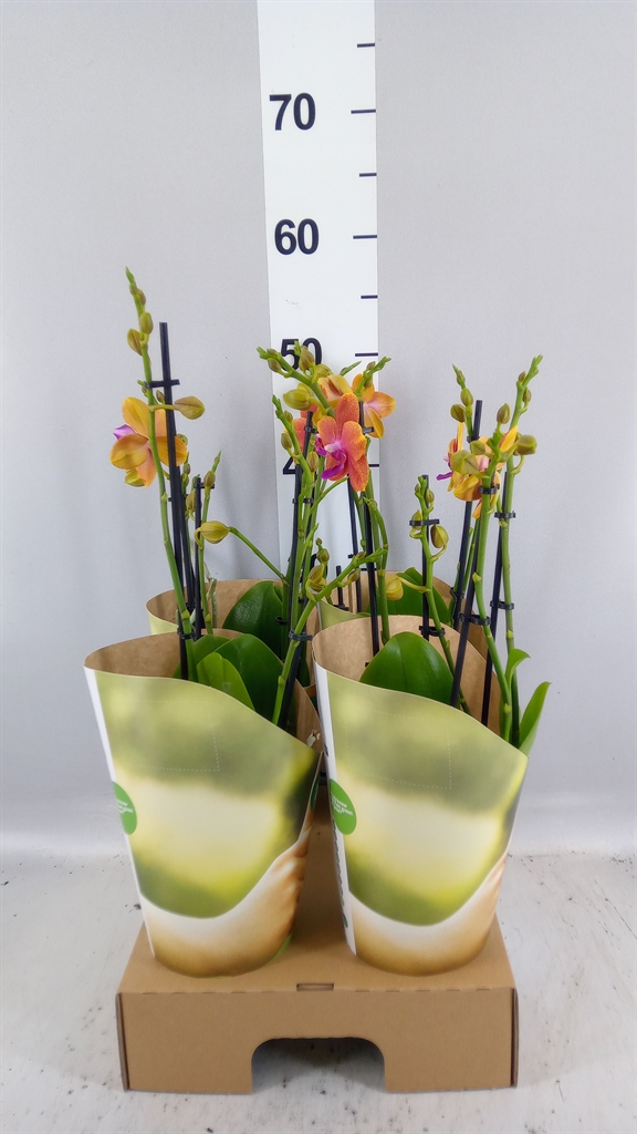 Phalaenopsis Multiflora Bolgheri 12Ø 50cm 4st
