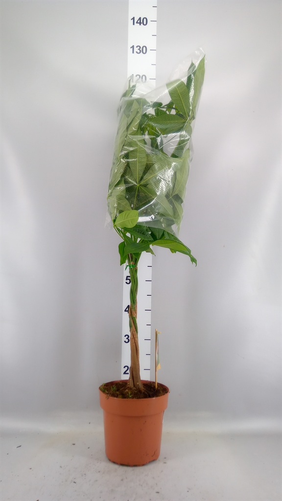 Pachira Aquatica 21Ø 90cm
