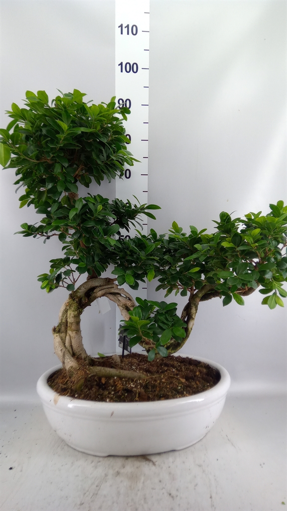Ficus Microcarpa Ginseng 50Ø 80cm