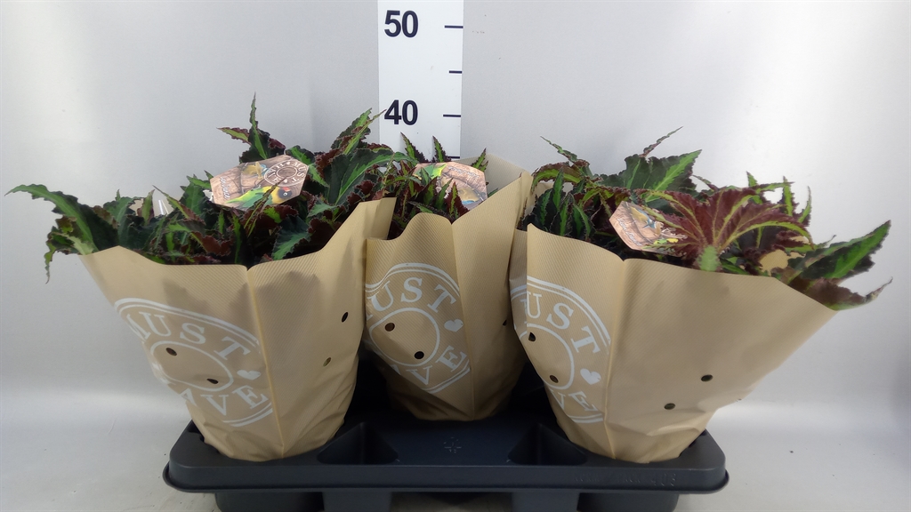 Begonia Leaf Rex Magic Colours Lion Dance 17Ø 35cm