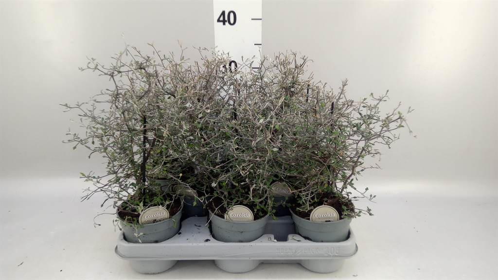 Corokia Cotoneaster 12Ø 40cm