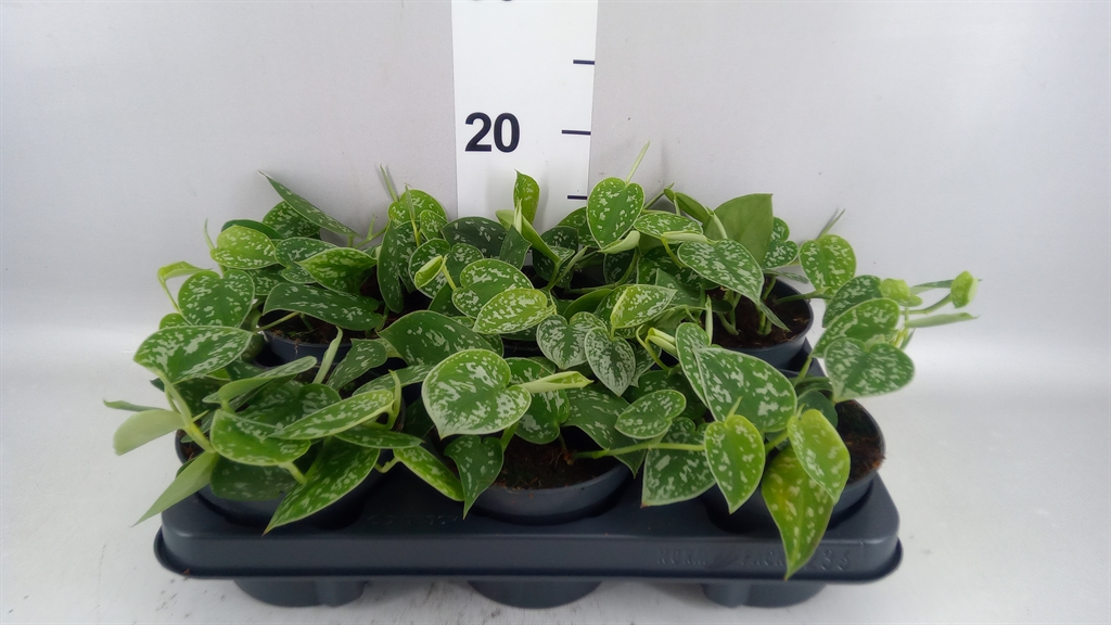Epipremnum Aureum 12Ø 20cm