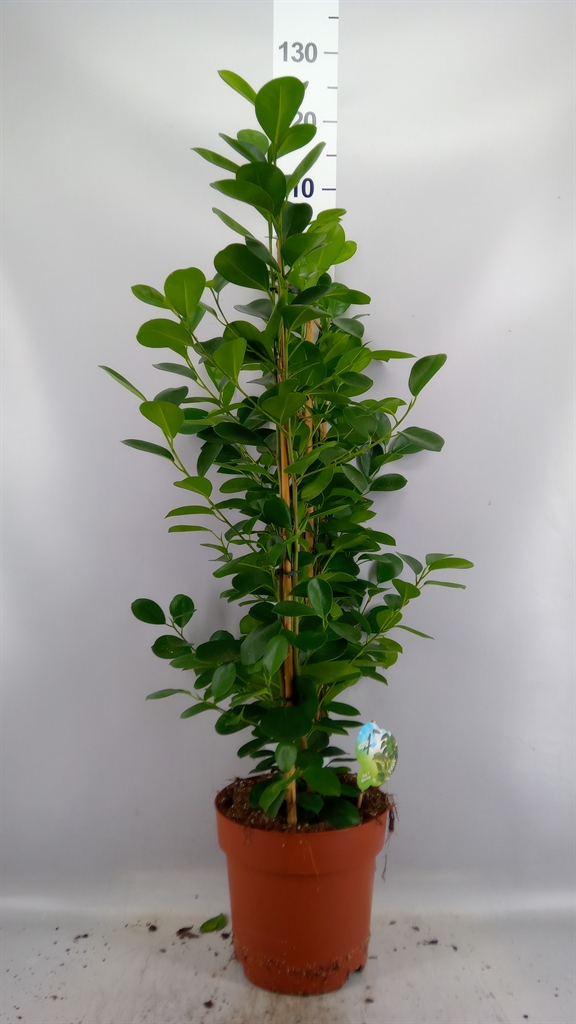 Ficus Microcarpa Moclame 24Ø 90cm