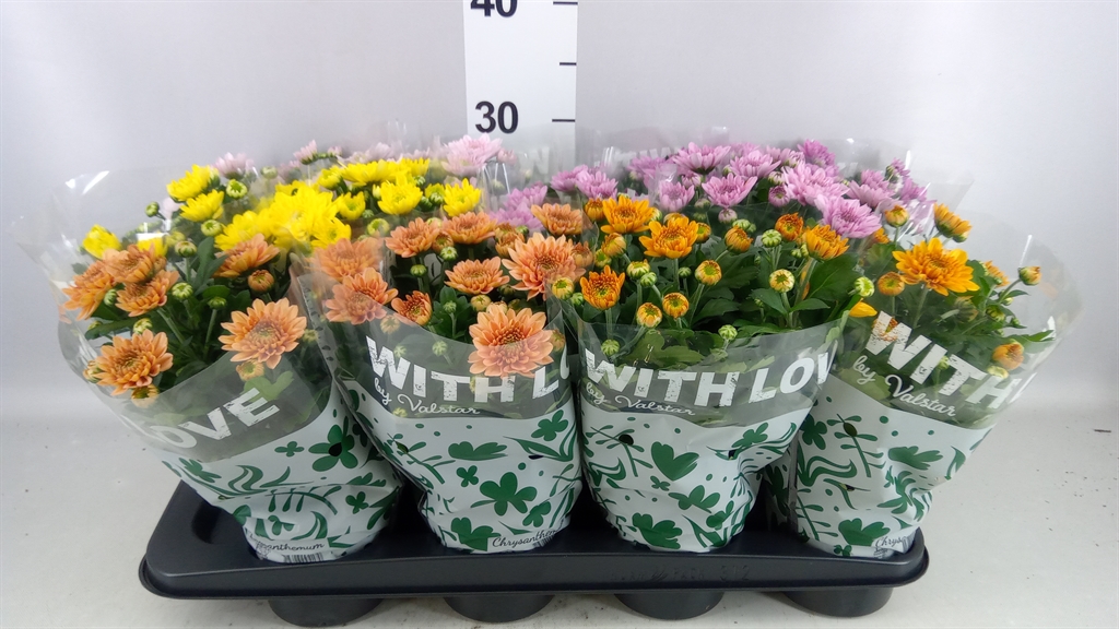 Chrysanth Elixer 12Ø 25cm