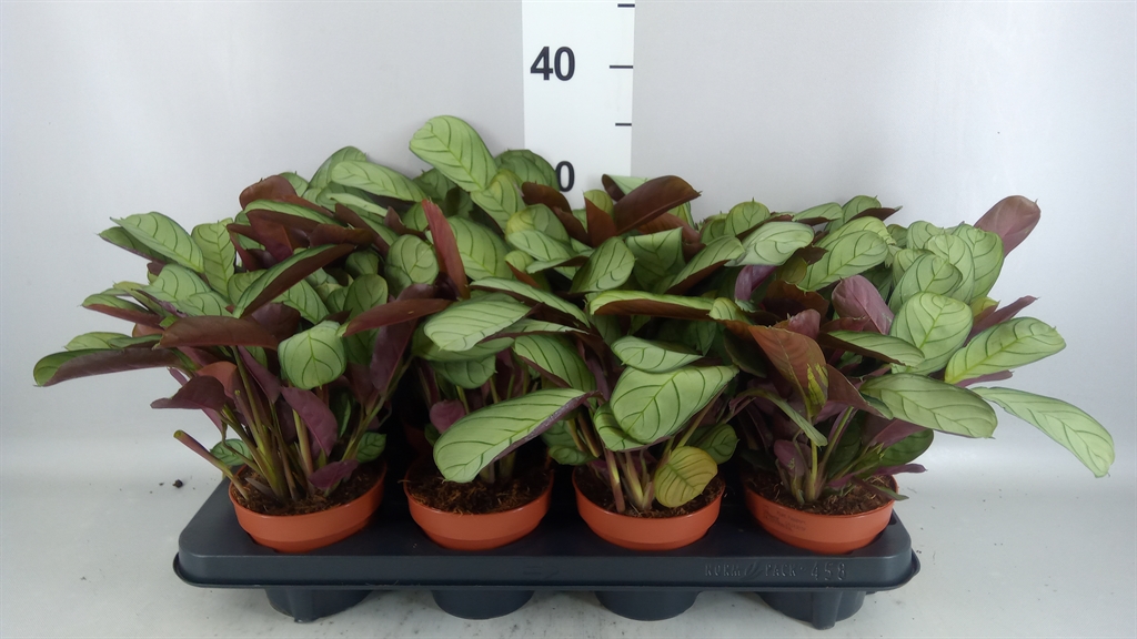 Ctenanthe Amagris 12Ø 30cm