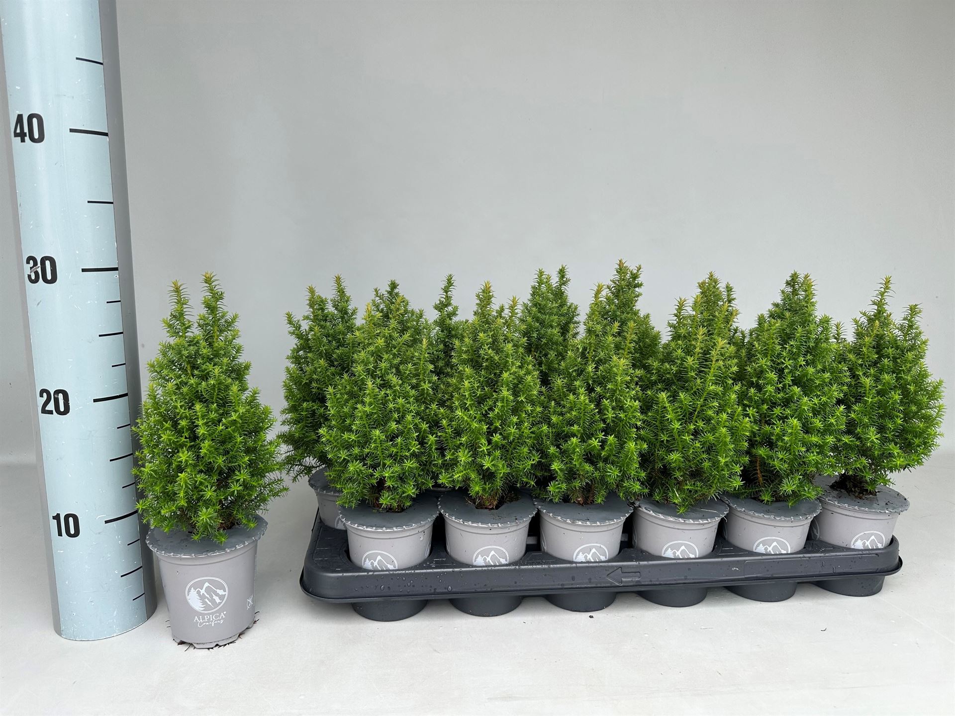 Chamaecyparis Alpica 9Ø 25cm